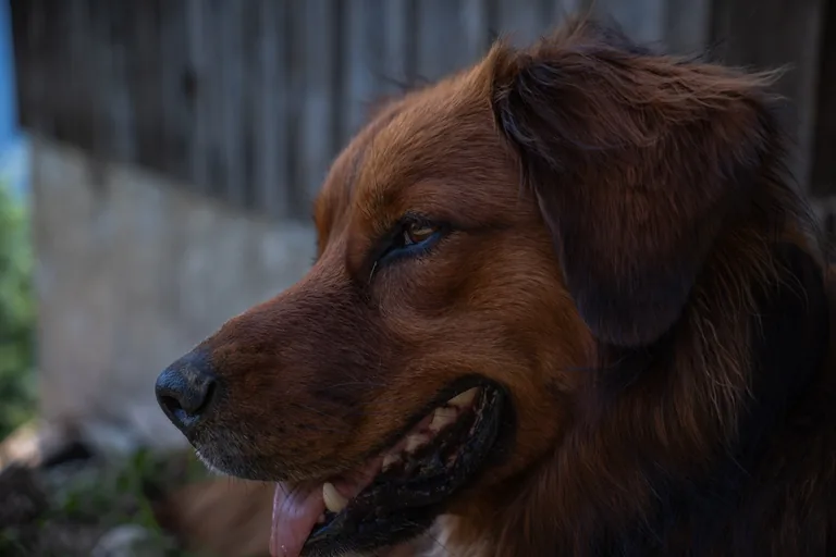 Portrait de profil d’un chien au pelage brun.